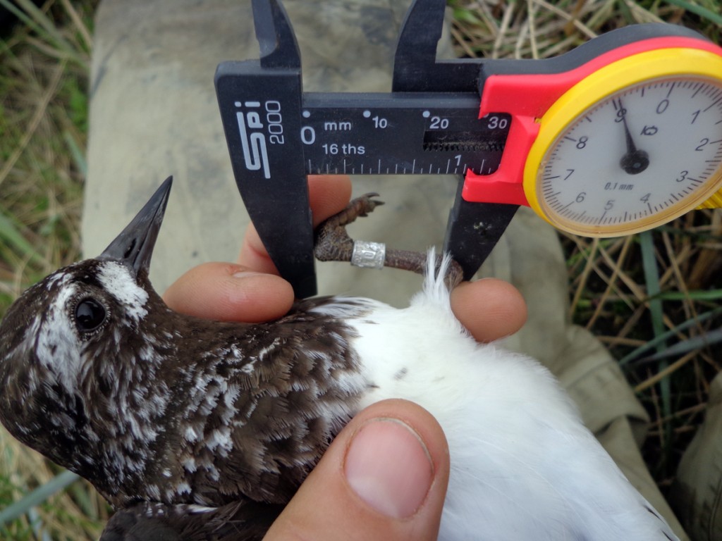 Measuring the tarsus of a black turnstone.