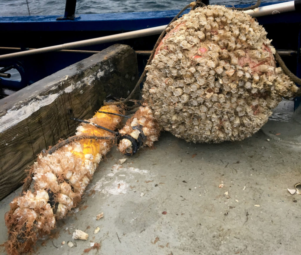 Buoy, acoustic receiver and acoustic release with biofouling. 