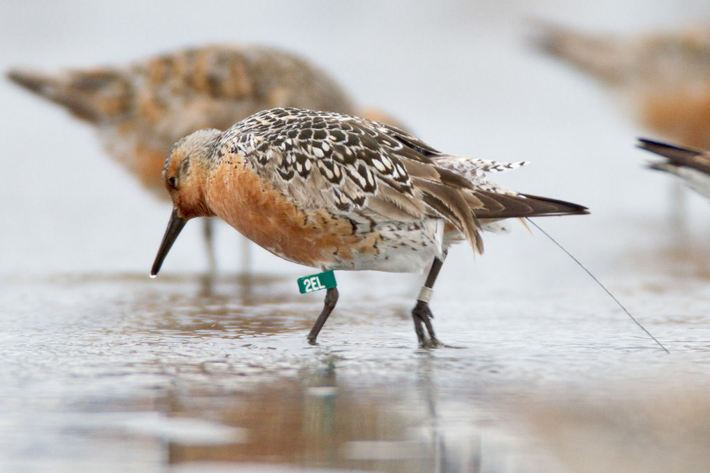 Copper River Delta: A Critical Stopover for Red Knots in Spring 