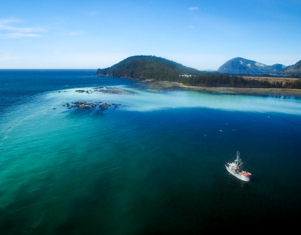 Prince William Sound Pacific herring spawn event