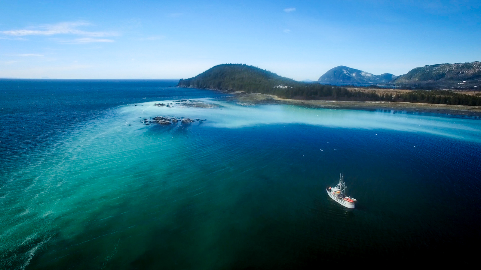 Prince William Sound Pacific herring spawn event